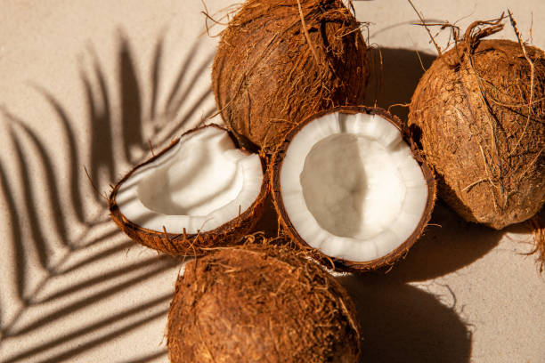 Fresh Coconuts on sandy beach with palm leaf shadow and sunlight stock photo