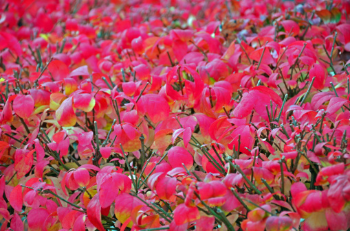 A bush gives off gorgeous red leaves.