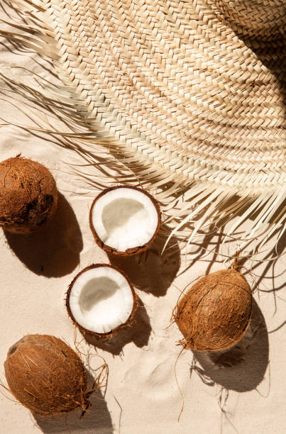 Fresh Coconuts on sandy beach with palm leaf shadow and sunlight stock photo