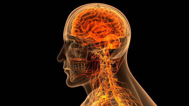 istock Central Organ of Human Nervous System Brain Anatomy 1475277910