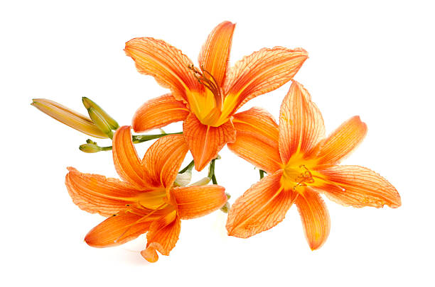 istock three flowers of lily lie zoom on a white background 147527857