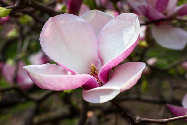 istock Beautiful blooming pink magnolia flower tree on spring day 1475279524
