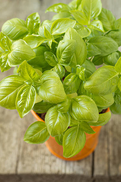 istock Fresh basil in an orange pot on wooden table 147528045