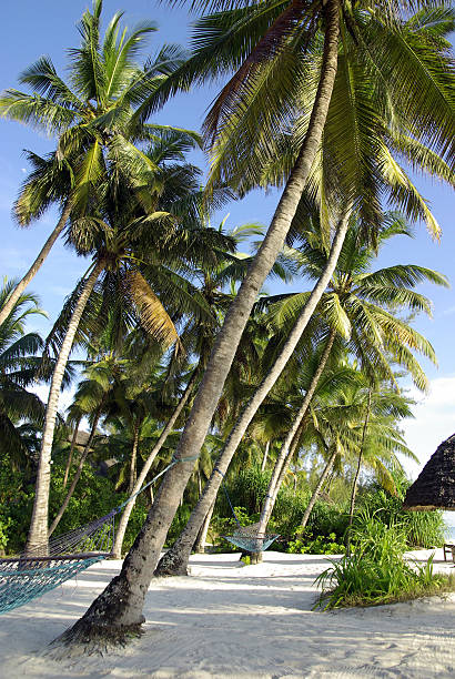 istock Tropical beach with hammocks in a resort 147528115