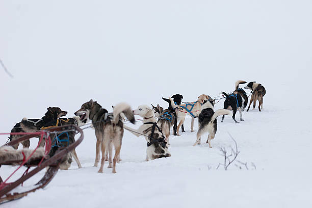 istock Husky dogs taking a break in the snow 147528132