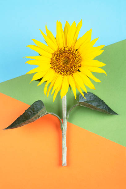 istock Sunflower on colorful background 1475281357