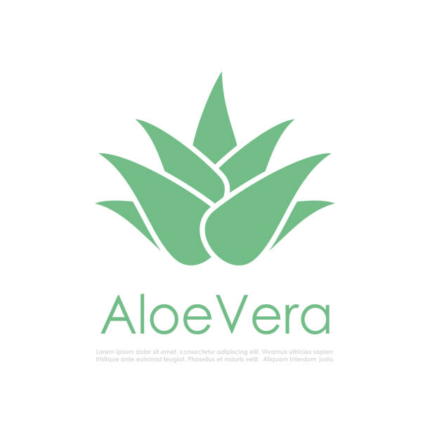 Aloe Vera plant vector icon Aloe Vera plant vector icon isolated on white background aleo vera stock illustrations