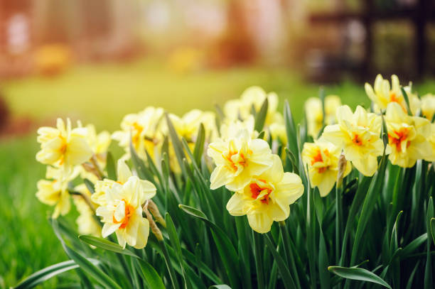 istock group of yellow terry daffodils blooming in early spring garden 1475282889