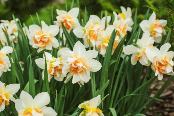 istock group of white terry daffodils blooming in early spring 1475283039