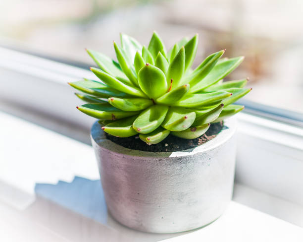 istock Succulent plant in a pot on the windowsill 1475283080