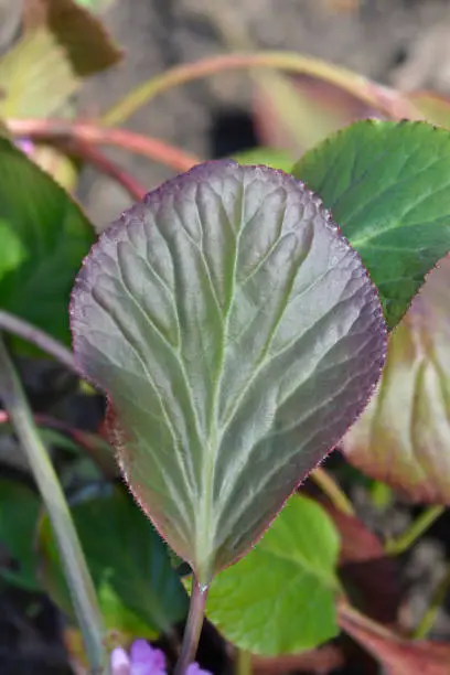 Elephants ears leaves - Latin name - Bergenia crassifolia