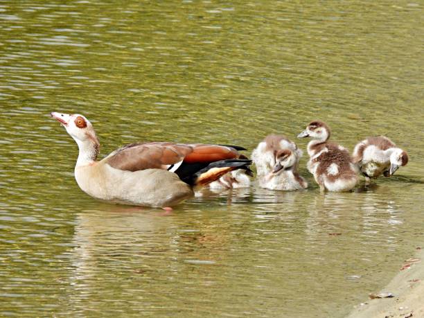 istock Egyptian Goose (Alopochen aegyptiaca) with  ducklings in a lake 1475285236
