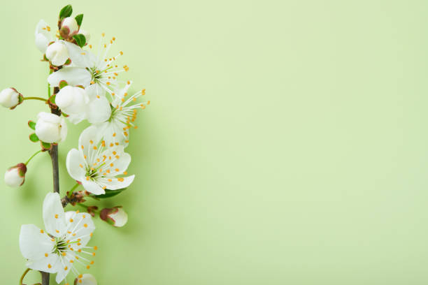 Spring Cherry Blossom. Abstract background of macro cherry blossom tree branch on green background. Happy Passover background. Spring womens day concept. Easter, Birthday, womens or mothers holiday.