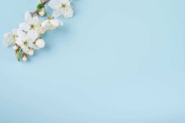 春の桜。青の背景にマクロ桜の木の枝の抽象的な背景。幸せな過越祭の背景。春の女性の日のコンセプト。イースター、誕生日、女性または母親の休日。