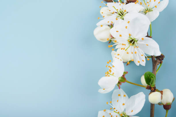 istock Spring Cherry Blossom. Abstract background of macro cherry blossom tree branch on blue background. Happy Passover background. Spring womens day concept. Easter, Birthday, womens or mothers holiday. 1475287021