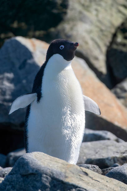 A group of Chinstrap Penguins at Half Moon Bay, South Shetland Islands, where there is a large rookery of Chinstrap. Indeed they are among the most timid species of penguins. Note the distinctive markings on the chin!