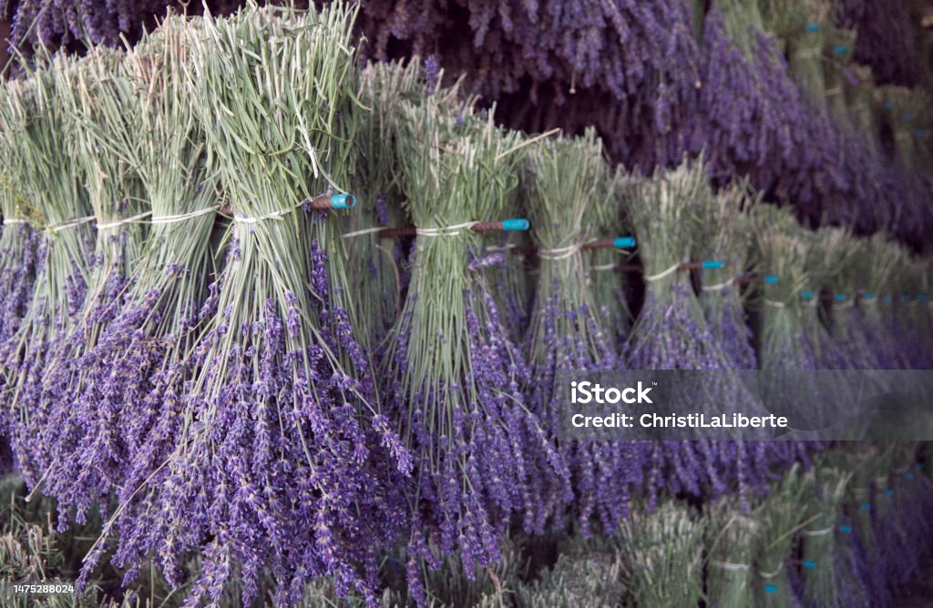 Bunches of lavender drying Lavender bouquets drying on racks Herb Stock Photo