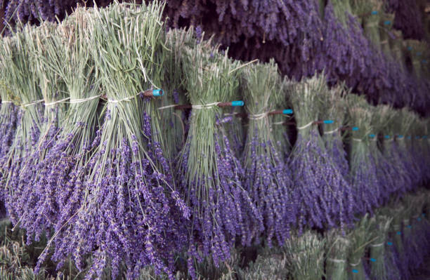 Bunches of lavender drying stock photo