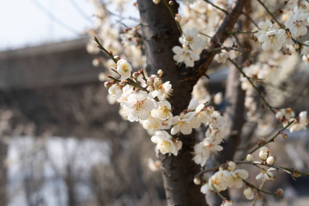 istock Cherry blossoms, heralds of spring 1475288173