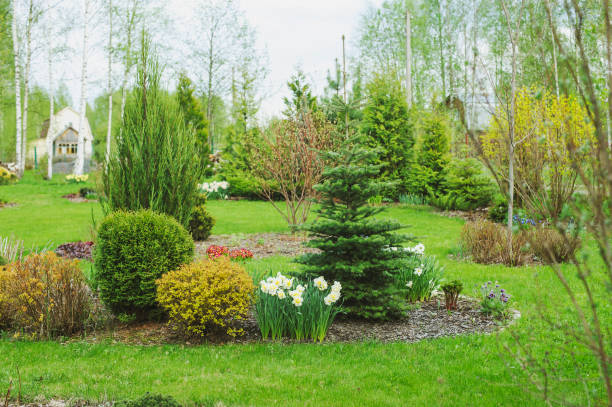 istock early spring garden view with conifers, blooming daffodils, spirea shrubs with fresh sprouts. Fresh green lawn with curvy lines. 1475288312