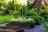 Rustic wooden house with raised vegetable garden beds, strawberry blooming. Growing organic food. Natural country living.