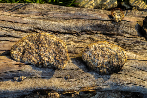 wild mushroom grows on a fallen log in the woods in Brazil