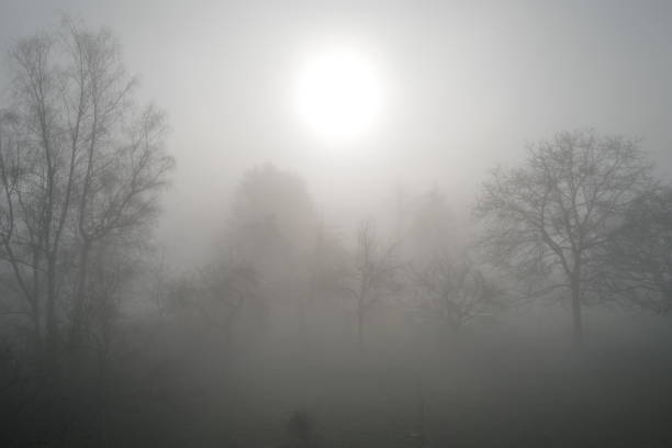 Trees in the fog with the sun coming through