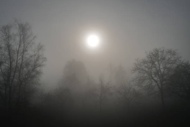 Trees in the fog with the sun coming through