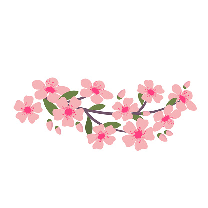Cherry blossom branch. Illustrated vector element.