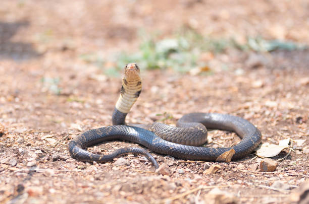 istock Cobra, poison snake in nature forest. Animal 1475292815