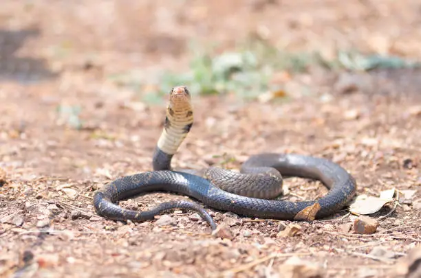 Photo of Cobra, poison snake in nature forest. Animal