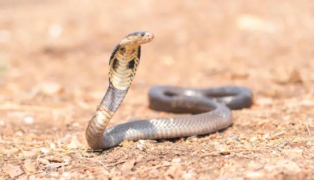 Photo of Cobra, poison snake in nature forest. Animal