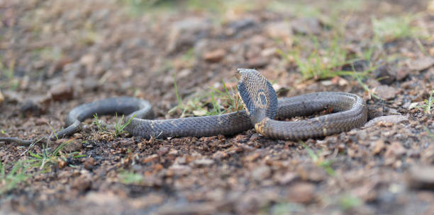 istock Cobra, poison snake in nature forest. Animal 1475292875