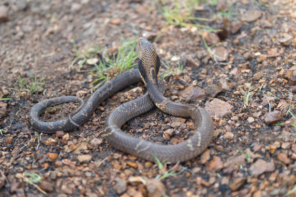 istock Cobra, poison snake in nature forest. Animal 1475293046