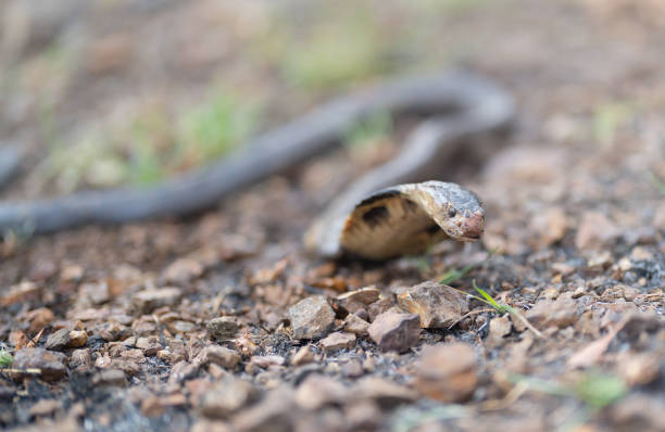 istock Cobra, poison snake in nature forest. Animal 1475293062