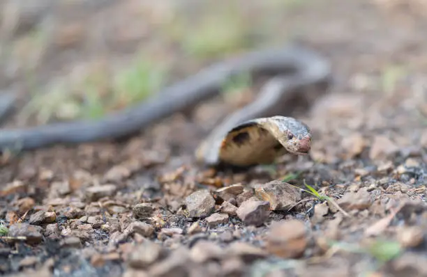 Photo of Cobra, poison snake in nature forest. Animal