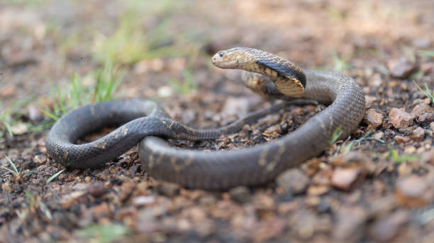 istock Cobra, poison snake in nature forest. Animal 1475293217