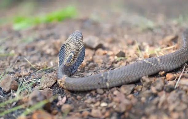 Photo of Cobra, poison snake in nature forest. Animal