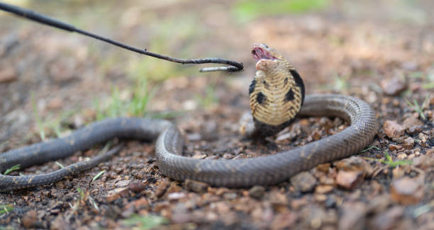 istock Cobra, poison snake in nature forest. Animal 1475293250