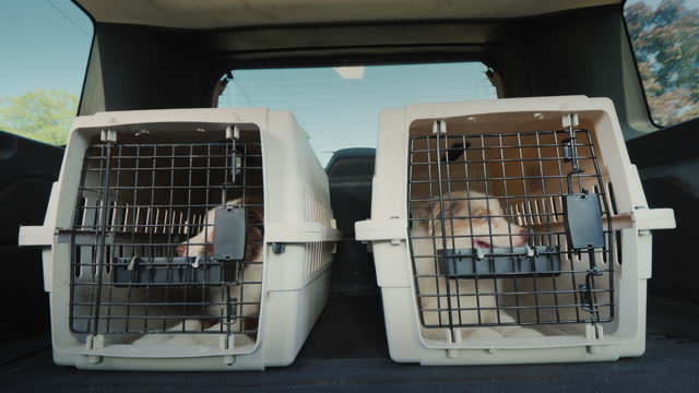 Two cages with puppies in the trunk of an SUV. Transportation and delivery of pets