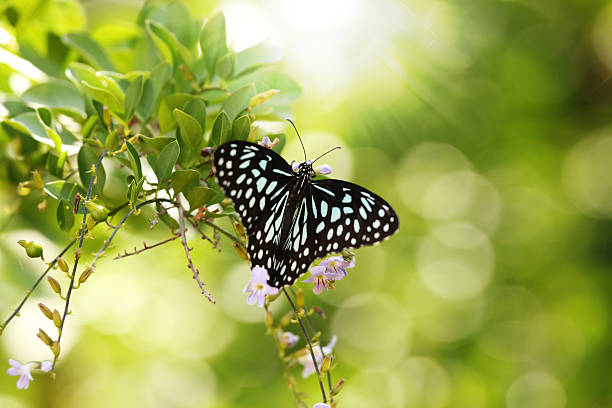 Beautiful black and white spotted Papilio butterfly in a park stock photo