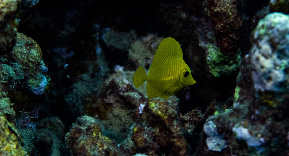 A small yellow tang in a coral reef