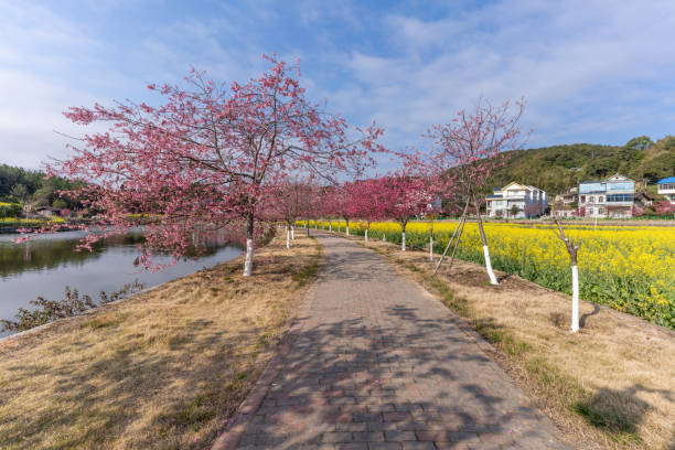 Rapeseed and Cherry Blossoms by the Lake
