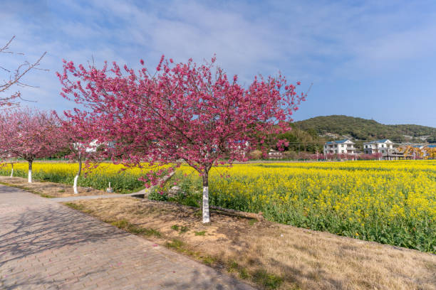 Cherry blossoms on the edge of the rape field