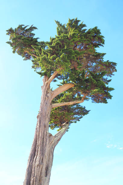 istock Hesperocyparis macrocarpa in a blue sky. The shape of this conifer commonly called the Monterey cypress is due to the force of the wind : this is called anemomorphy 1475294362