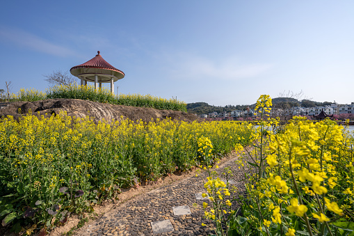 Pavilion and rape flowers in the park