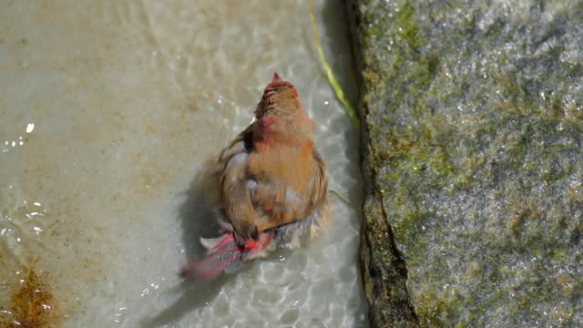 bird bathing stream slow motion