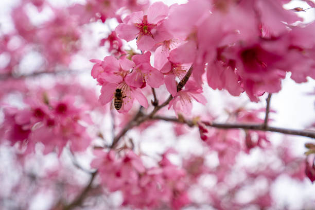 Close-up of Cherry Blossom