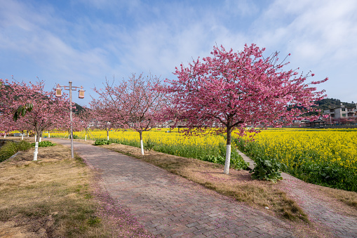Kawazu cherry blossoms and rape blossoms, Ichikawa city, Chiba Prefecture, Japan