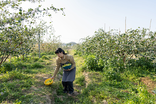 A female farmer is picking Jujube in the orchard